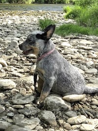 Pixie - Photo 4