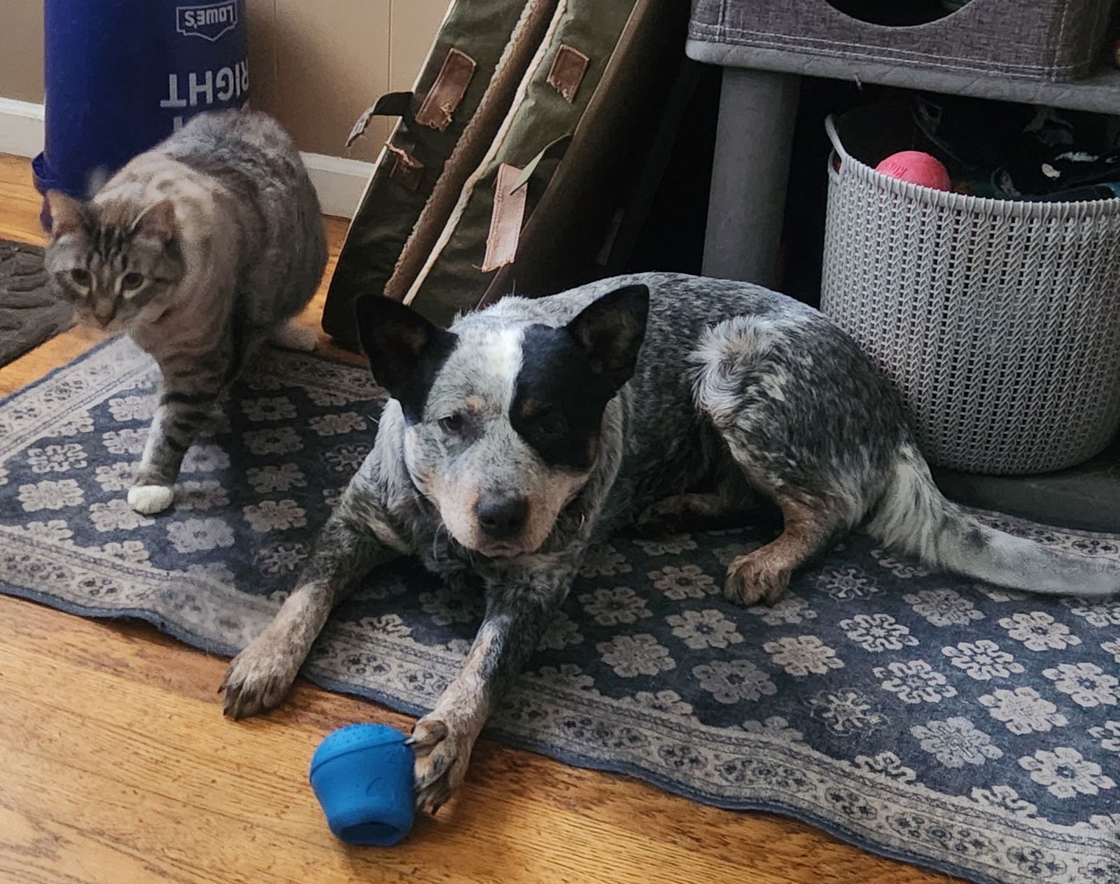 BUTTERS - Australian Cattle Dog/Blue Heeler available for adoption