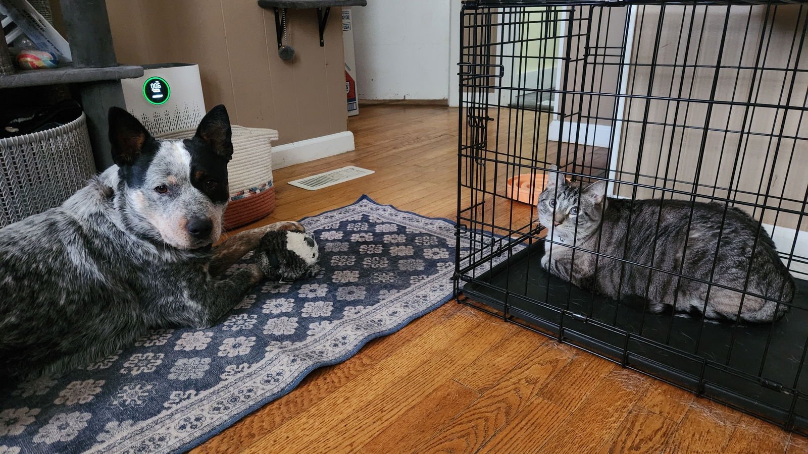 BUTTERS - Australian Cattle Dog/Blue Heeler available for adoption