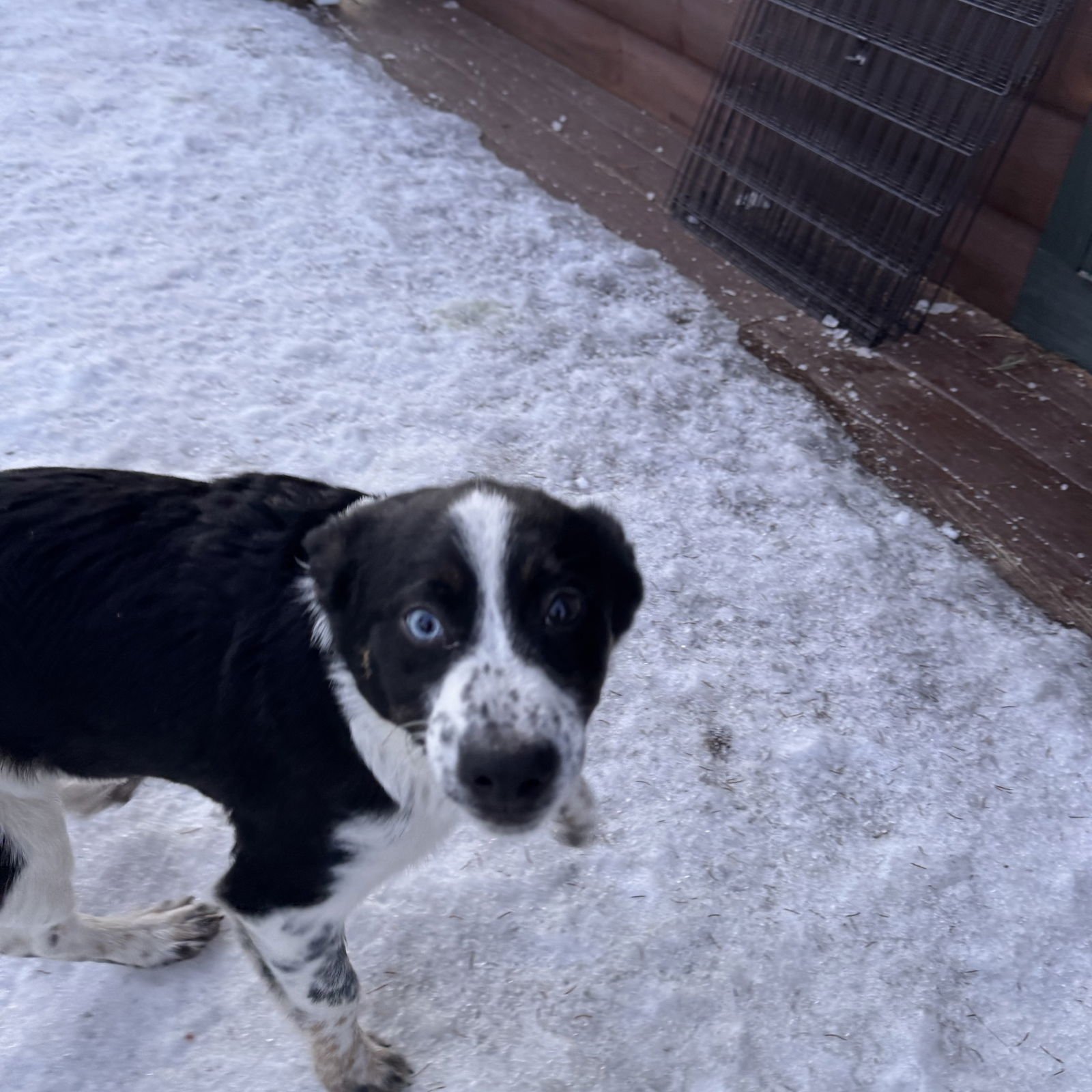 NEWT - Australian Cattle Dog/Blue Heeler / Border Collie available for adoption