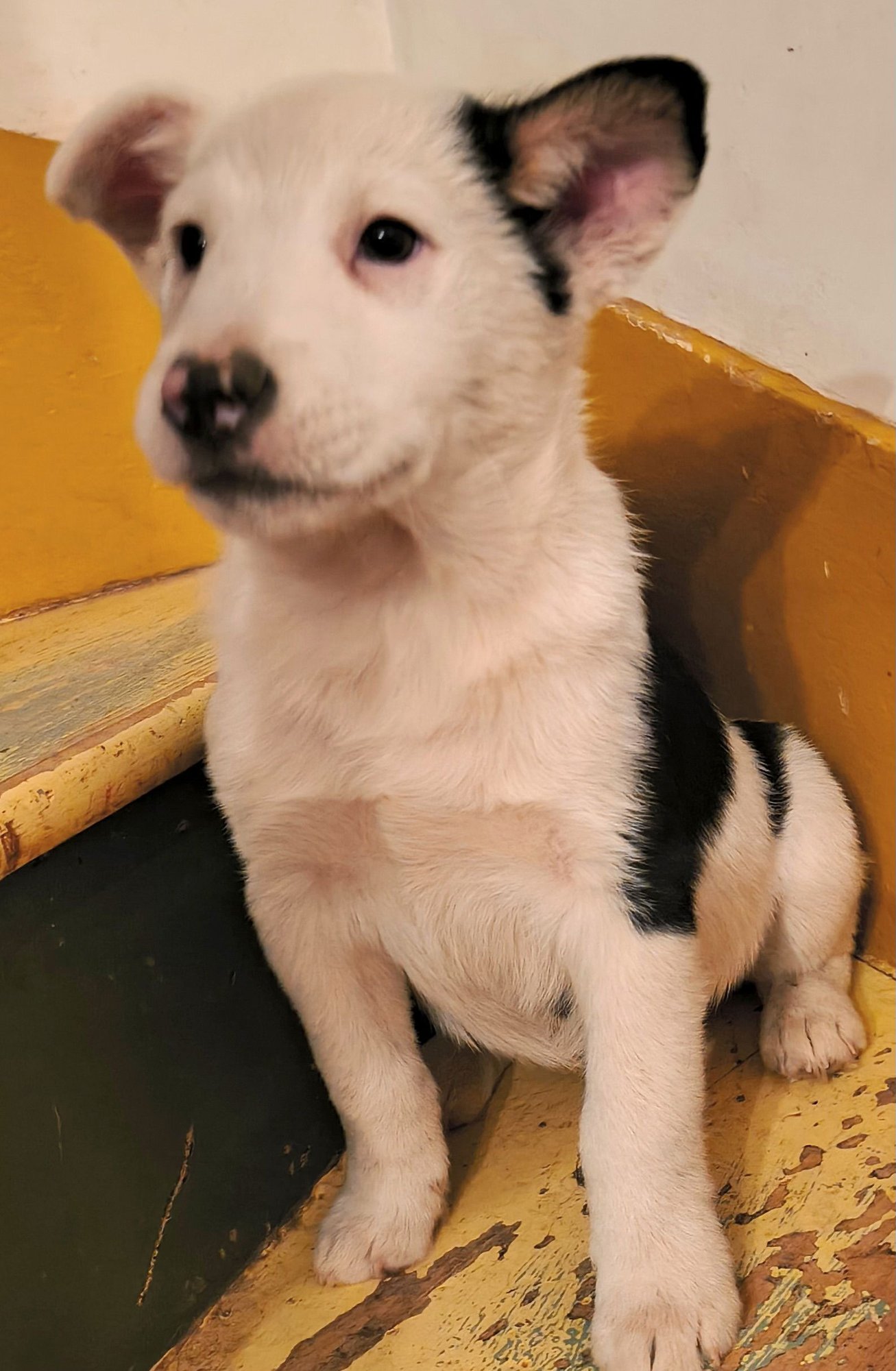 FLOYD - Australian Cattle Dog/Blue Heeler available for adoption