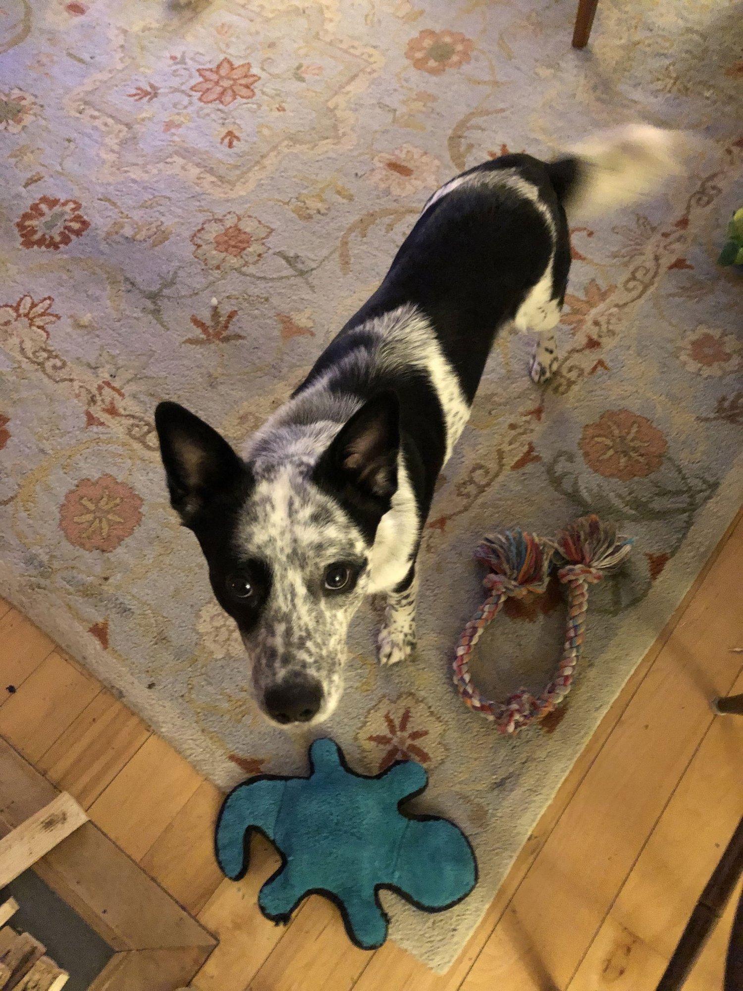 LEVI - Australian Cattle Dog/Blue Heeler available for adoption
