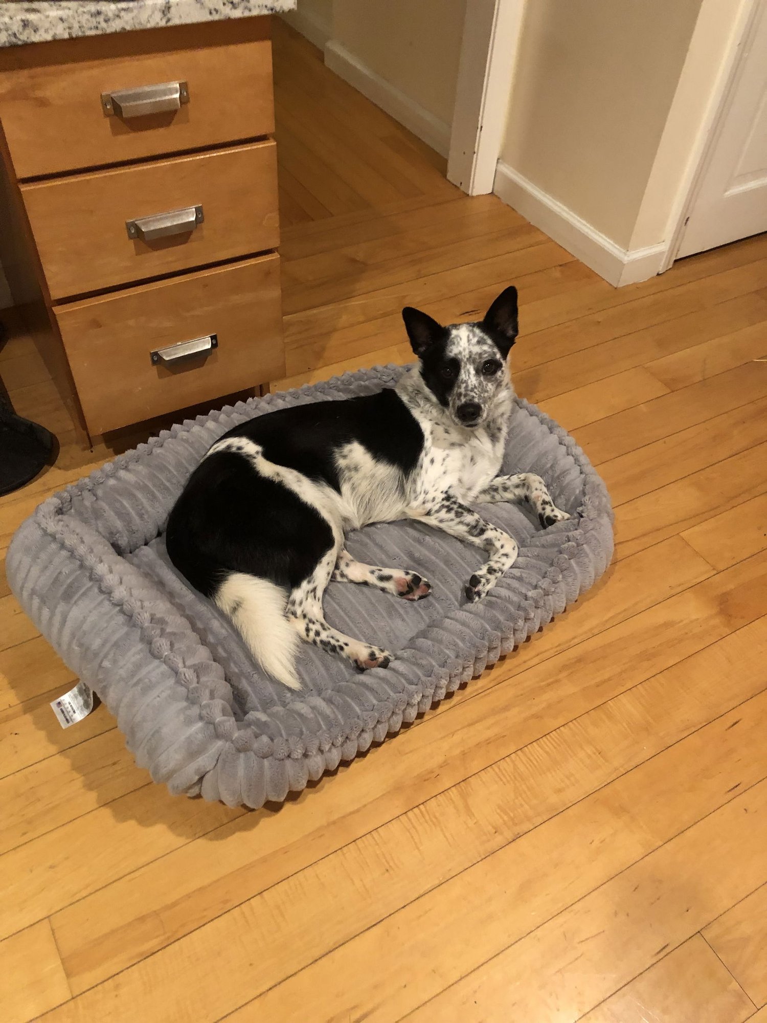 LEVI - Australian Cattle Dog/Blue Heeler available for adoption