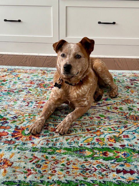 PEANUT - Australian Cattle Dog/Blue Heeler available for adoption