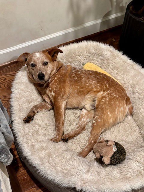 PEANUT - Australian Cattle Dog/Blue Heeler available for adoption