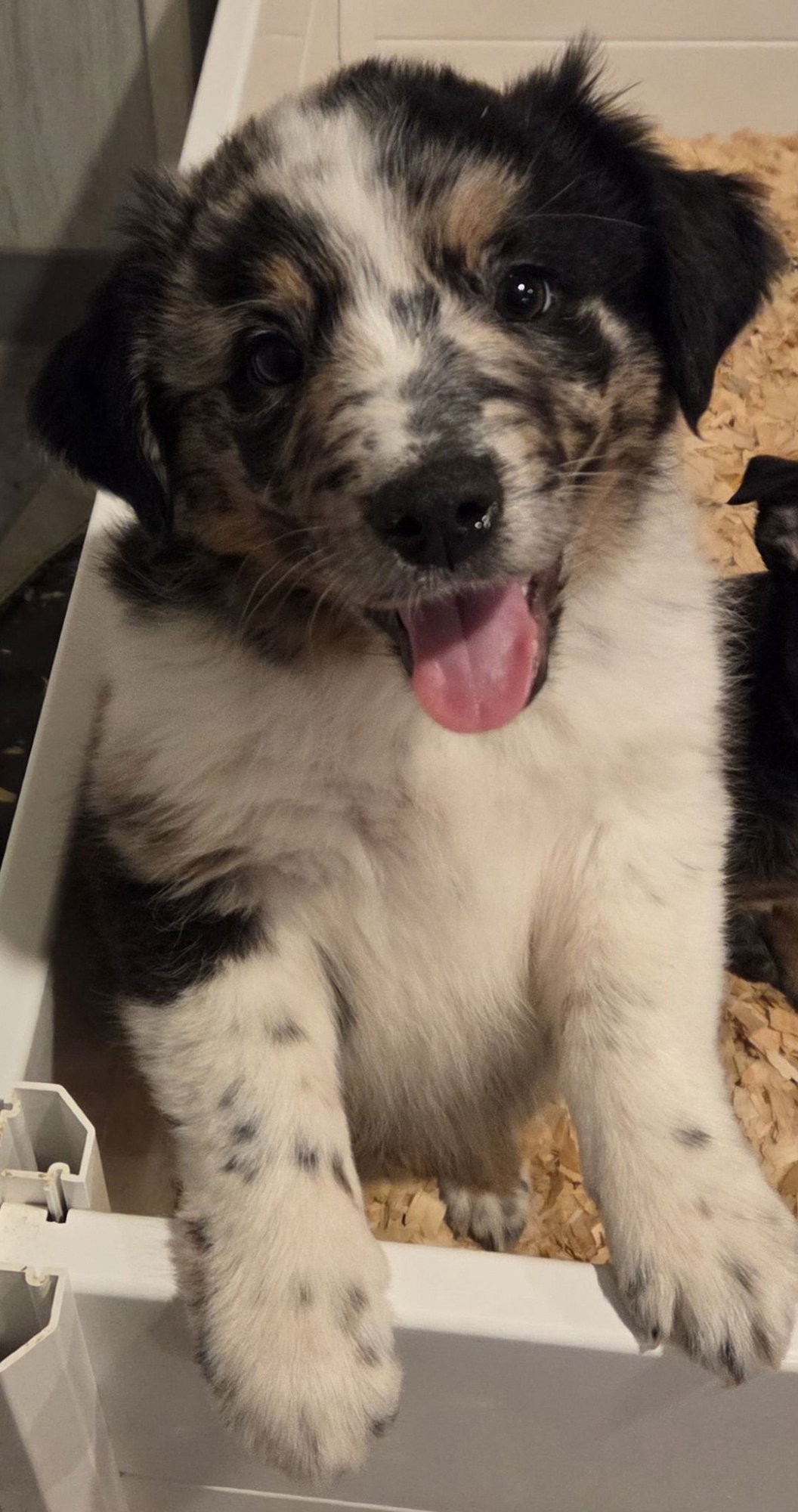 SADIE - Australian Cattle Dog/Blue Heeler available for adoption