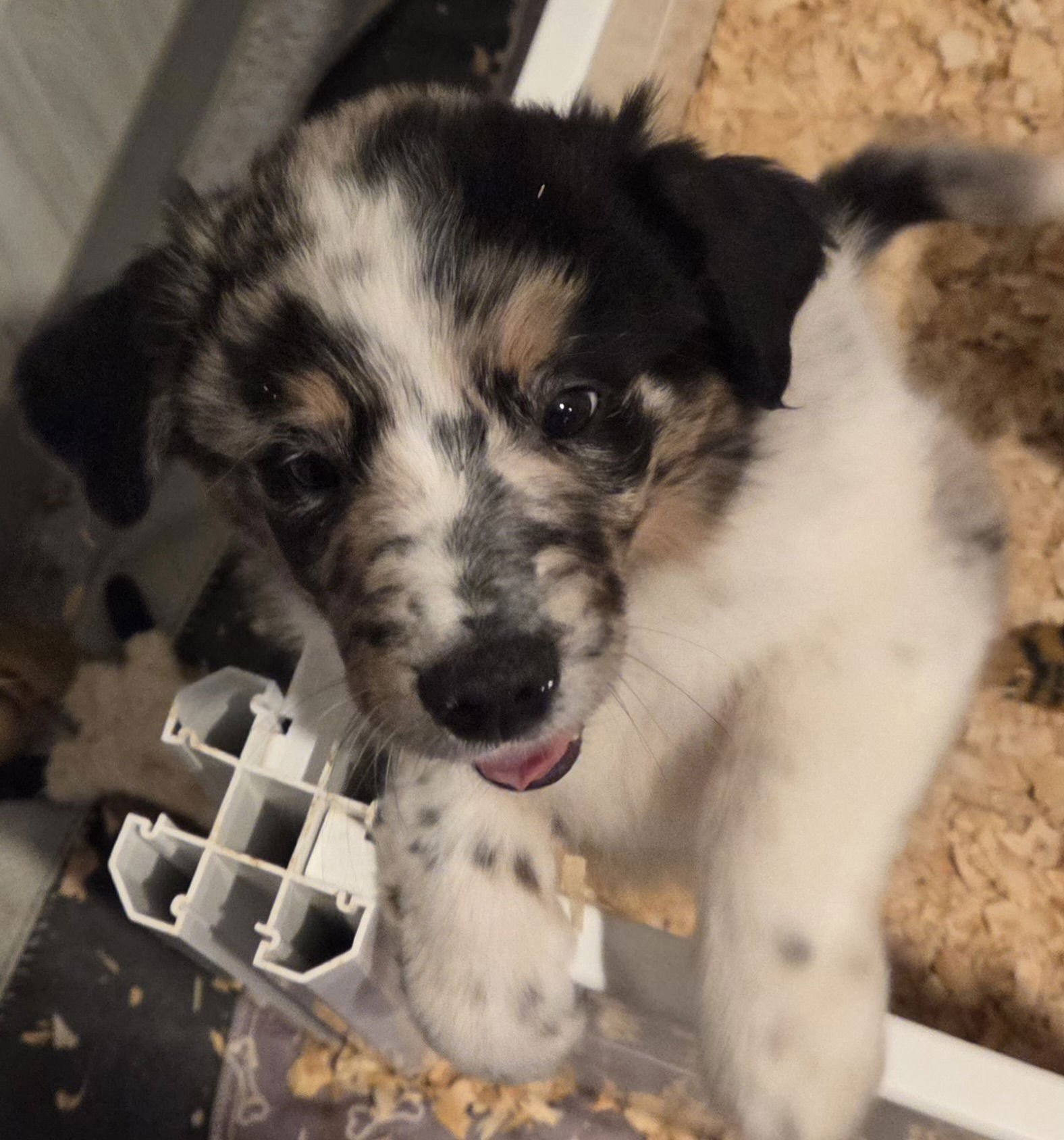 SADIE - Australian Cattle Dog/Blue Heeler available for adoption