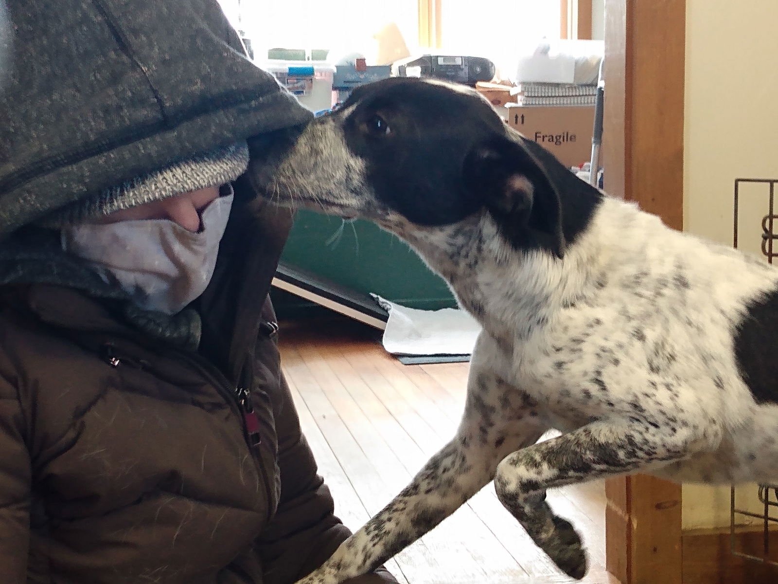 PHOEBE - Australian Cattle Dog/Blue Heeler / Rat Terrier available for adoption