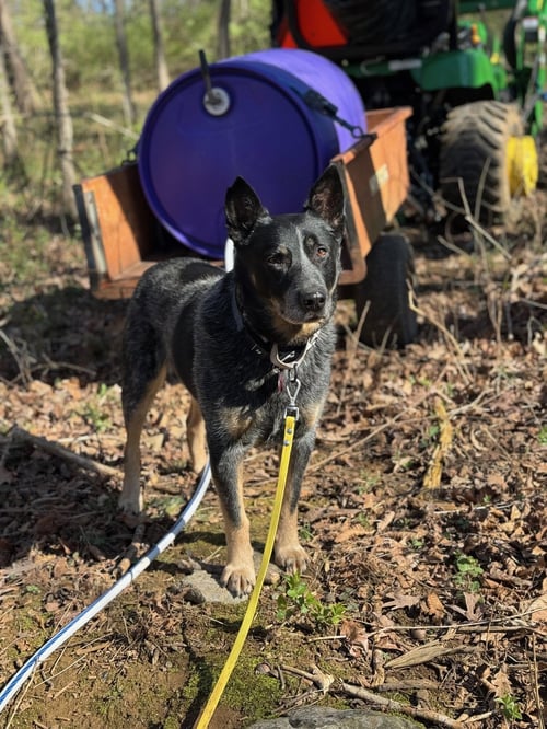 JOHN WAYNE - Australian Cattle Dog/Blue Heeler available for adoption