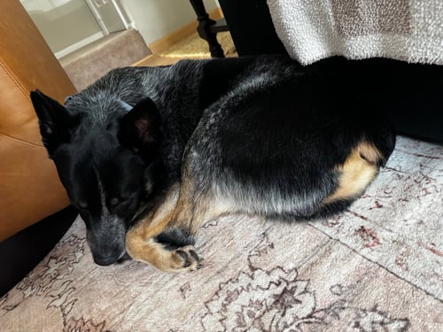 JOHN WAYNE - Australian Cattle Dog/Blue Heeler available for adoption