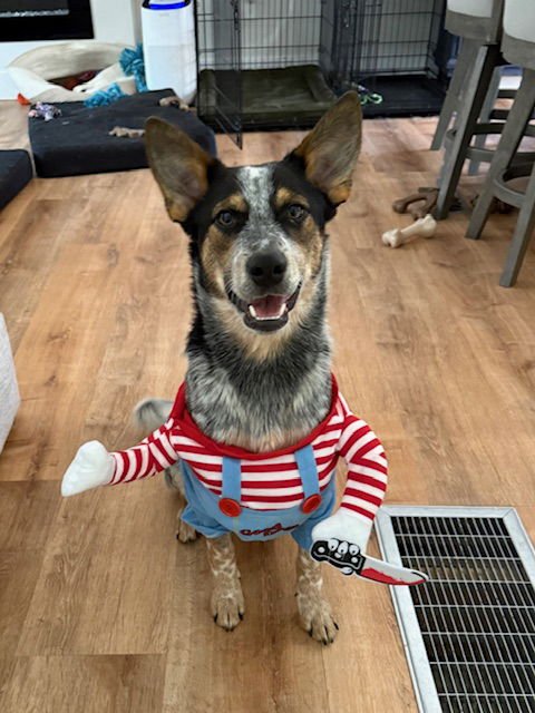 BANJO - Australian Cattle Dog/Blue Heeler available for adoption