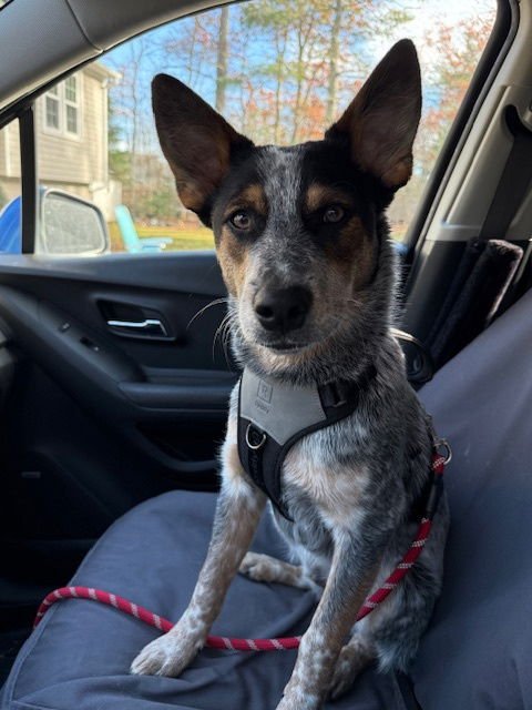 BANJO - Australian Cattle Dog/Blue Heeler available for adoption