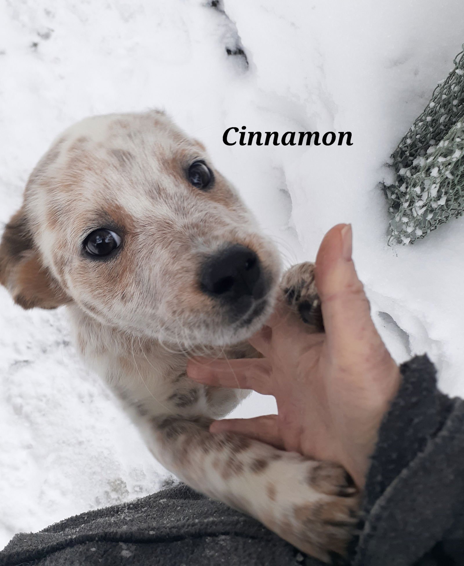 CINNAMON - Australian Cattle Dog/Blue Heeler available for adoption