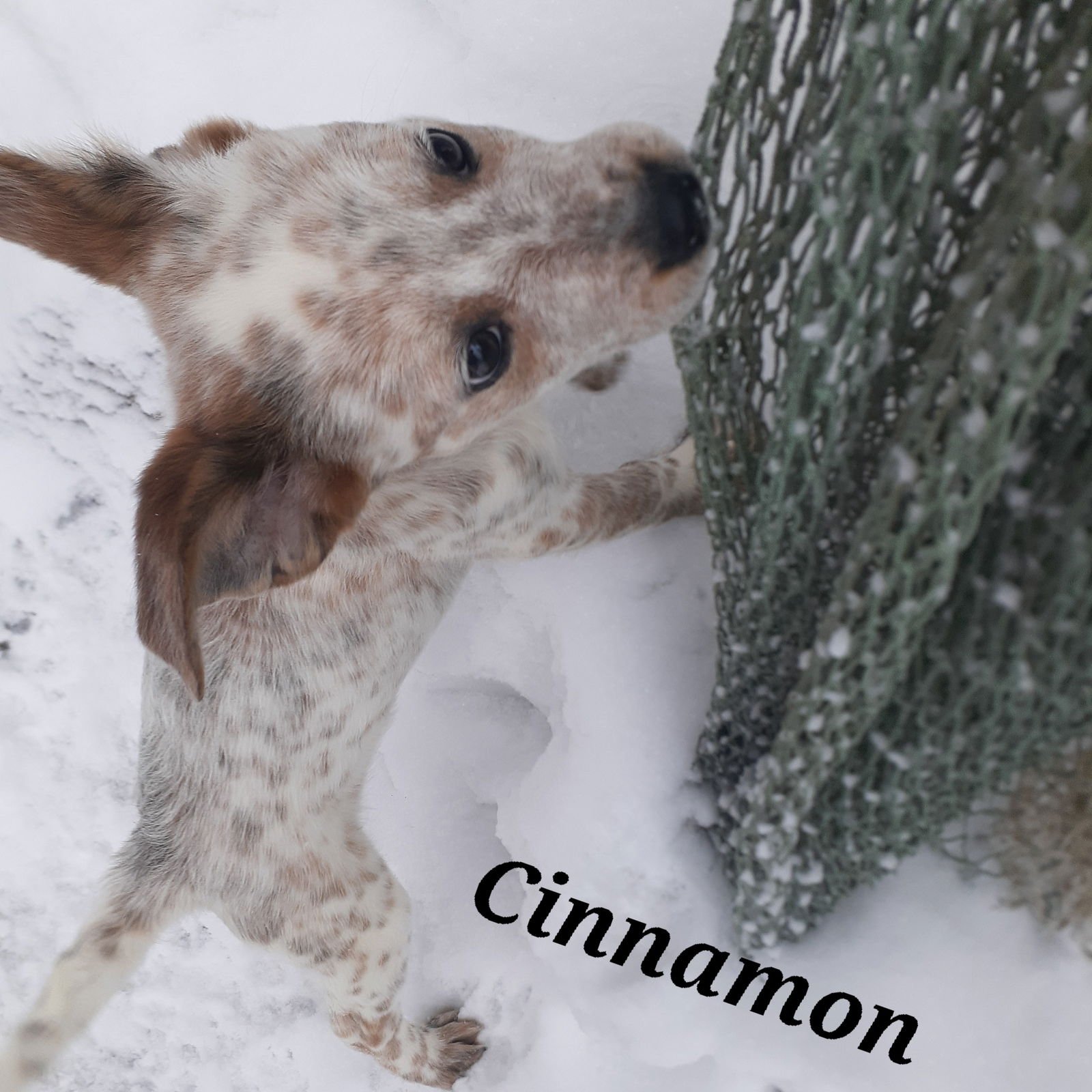 CINNAMON - Australian Cattle Dog/Blue Heeler available for adoption