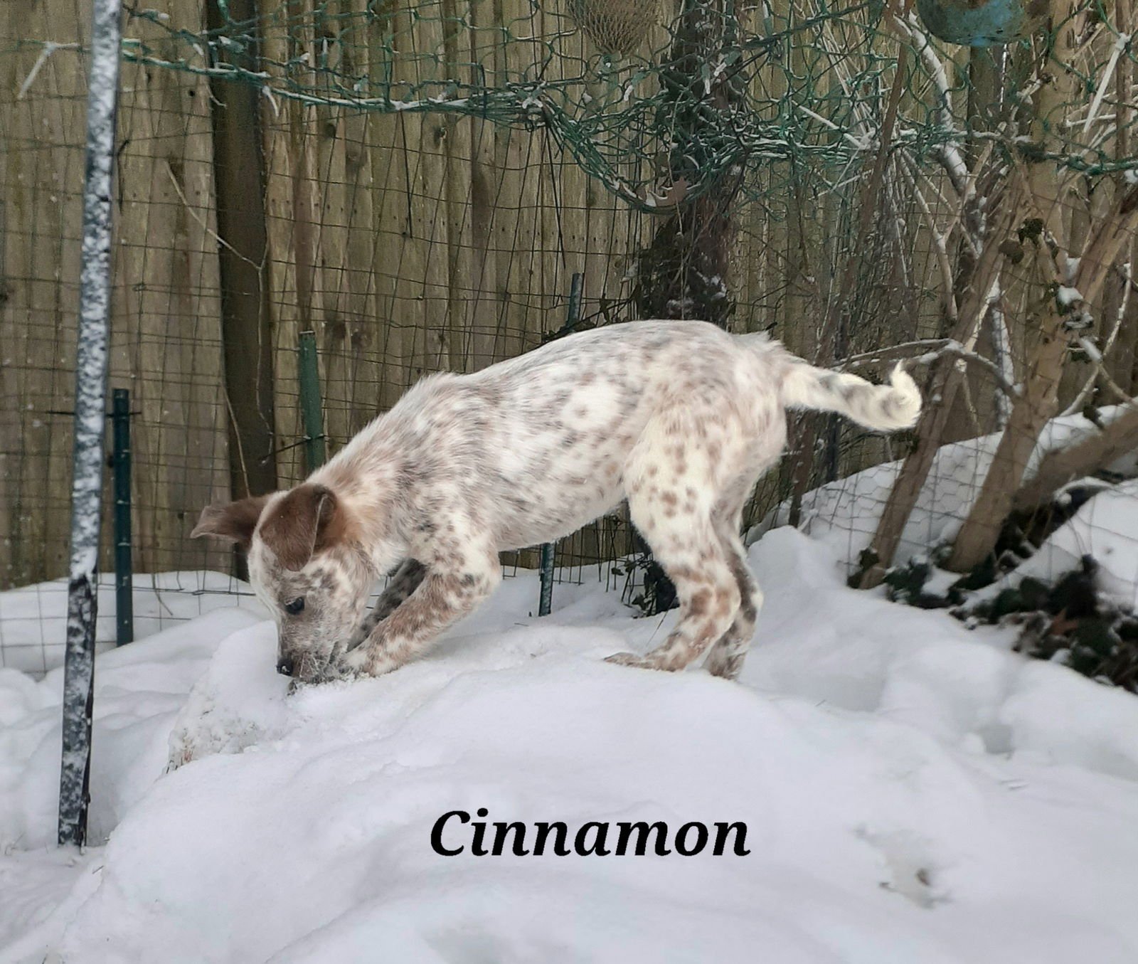Cinnamon - Photo 3