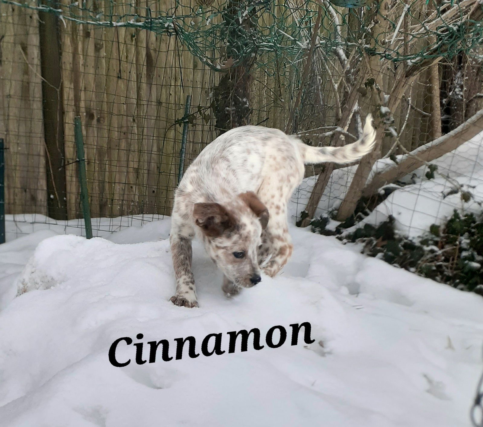 Cinnamon - Photo 4