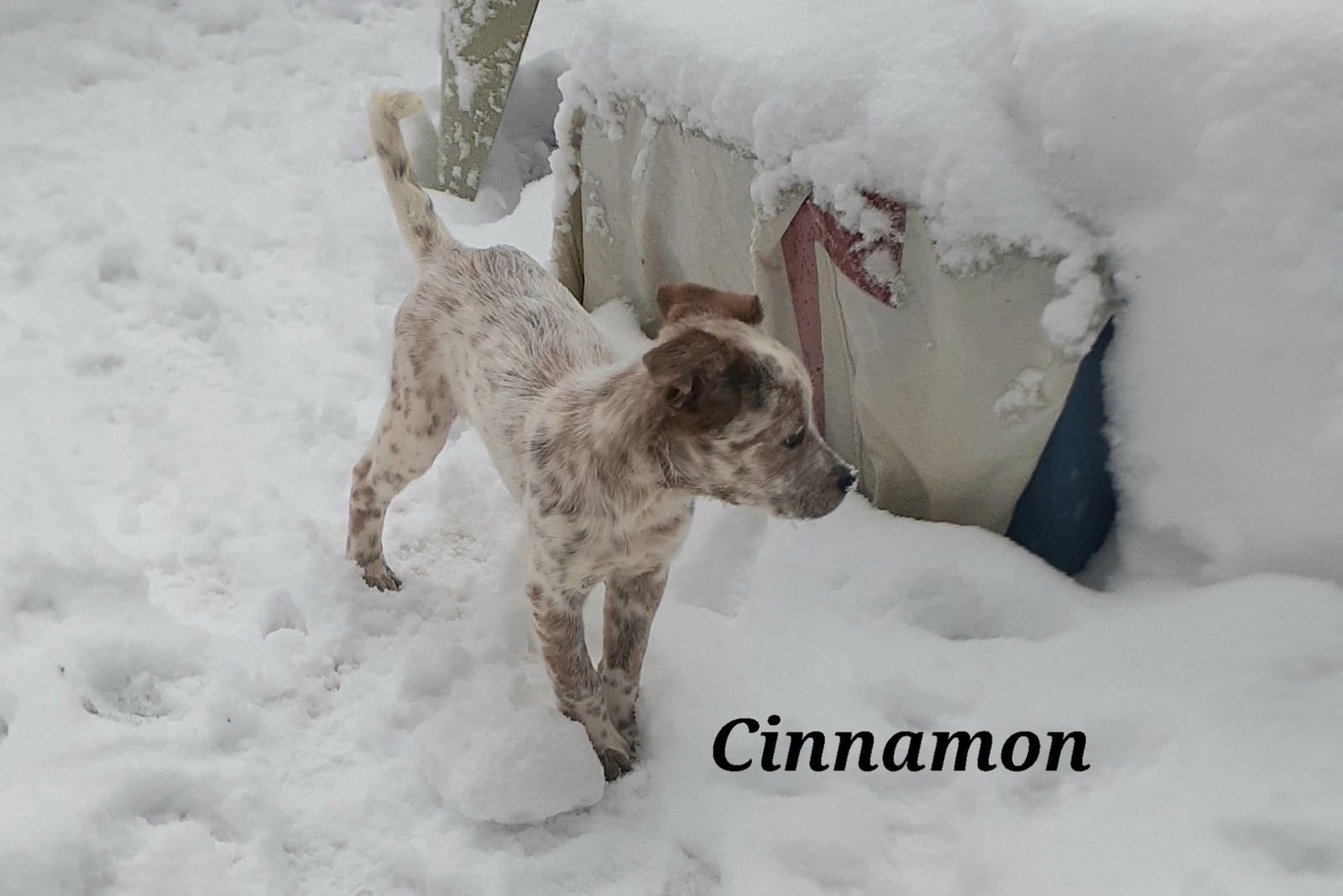 Cinnamon - Photo 5