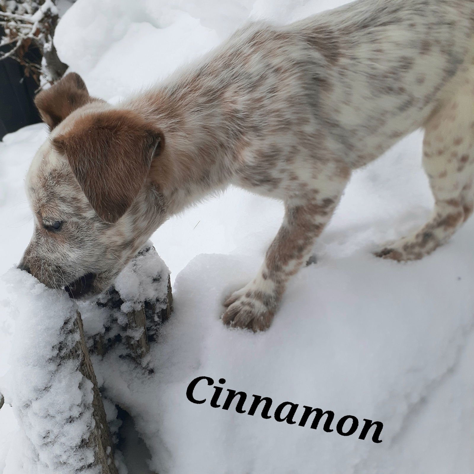 Cinnamon - Photo 6