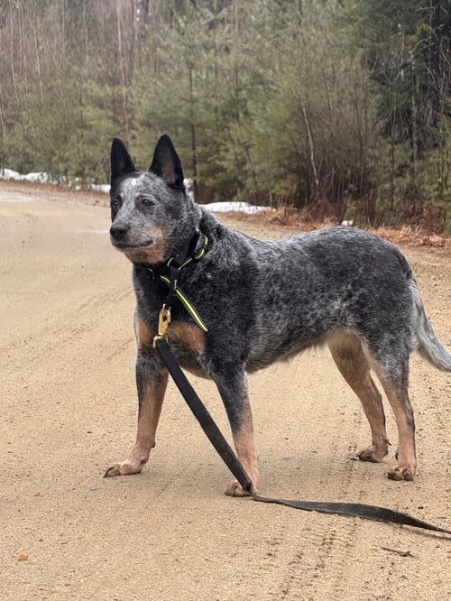 HALEY - Australian Cattle Dog/Blue Heeler available for adoption