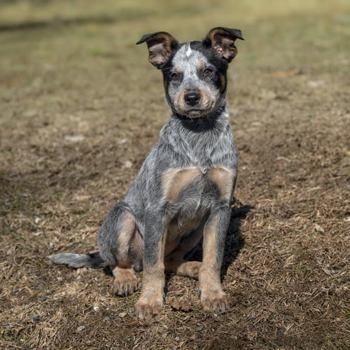SPY - Australian Cattle Dog/Blue Heeler available for adoption
