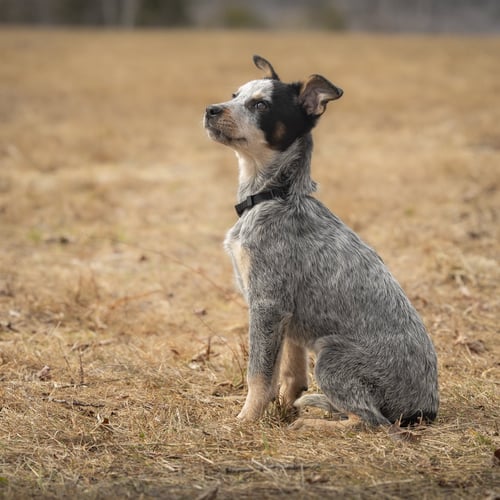 SPY - Australian Cattle Dog/Blue Heeler available for adoption
