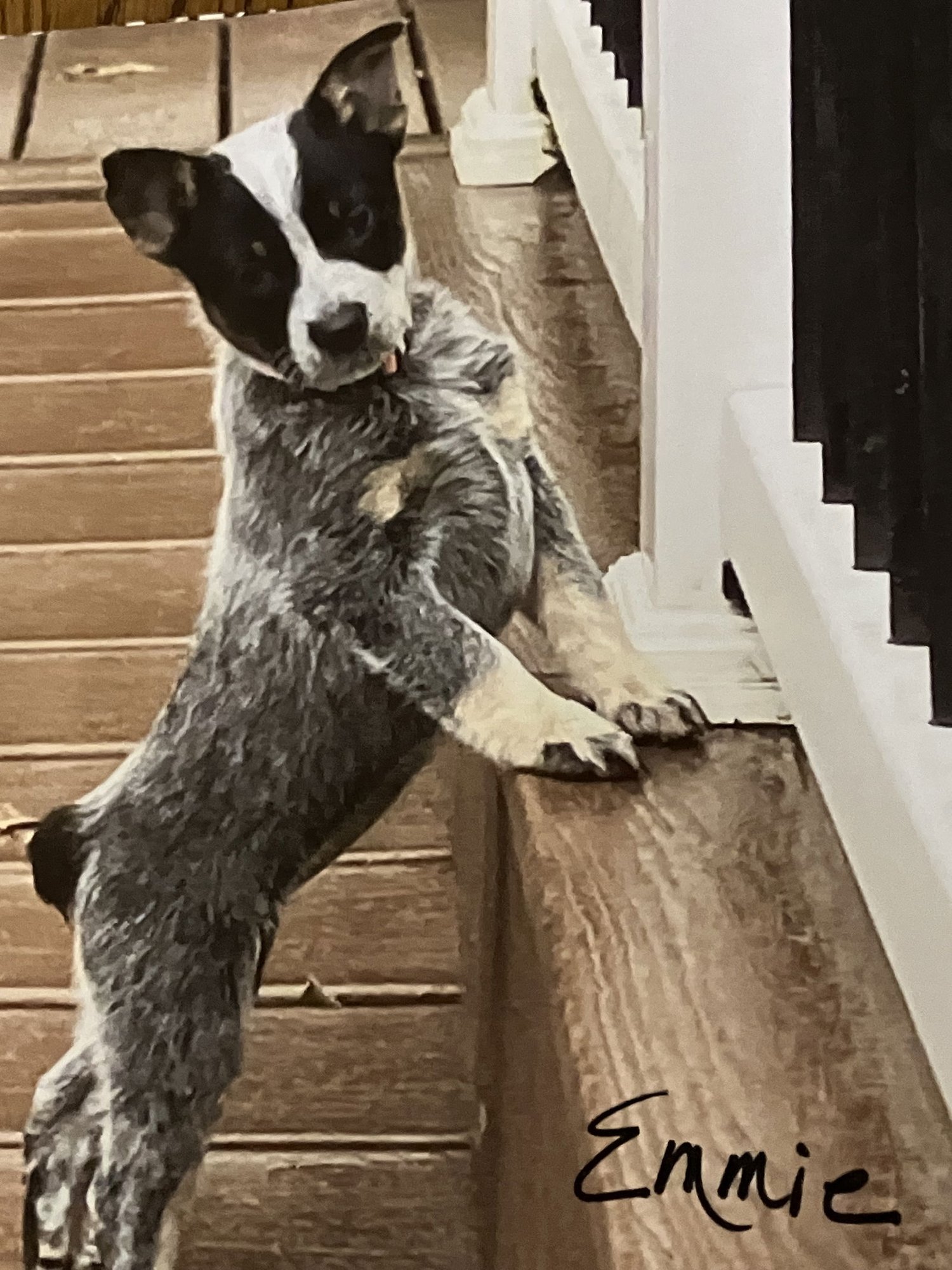 EMMIE - Australian Cattle Dog/Blue Heeler available for adoption