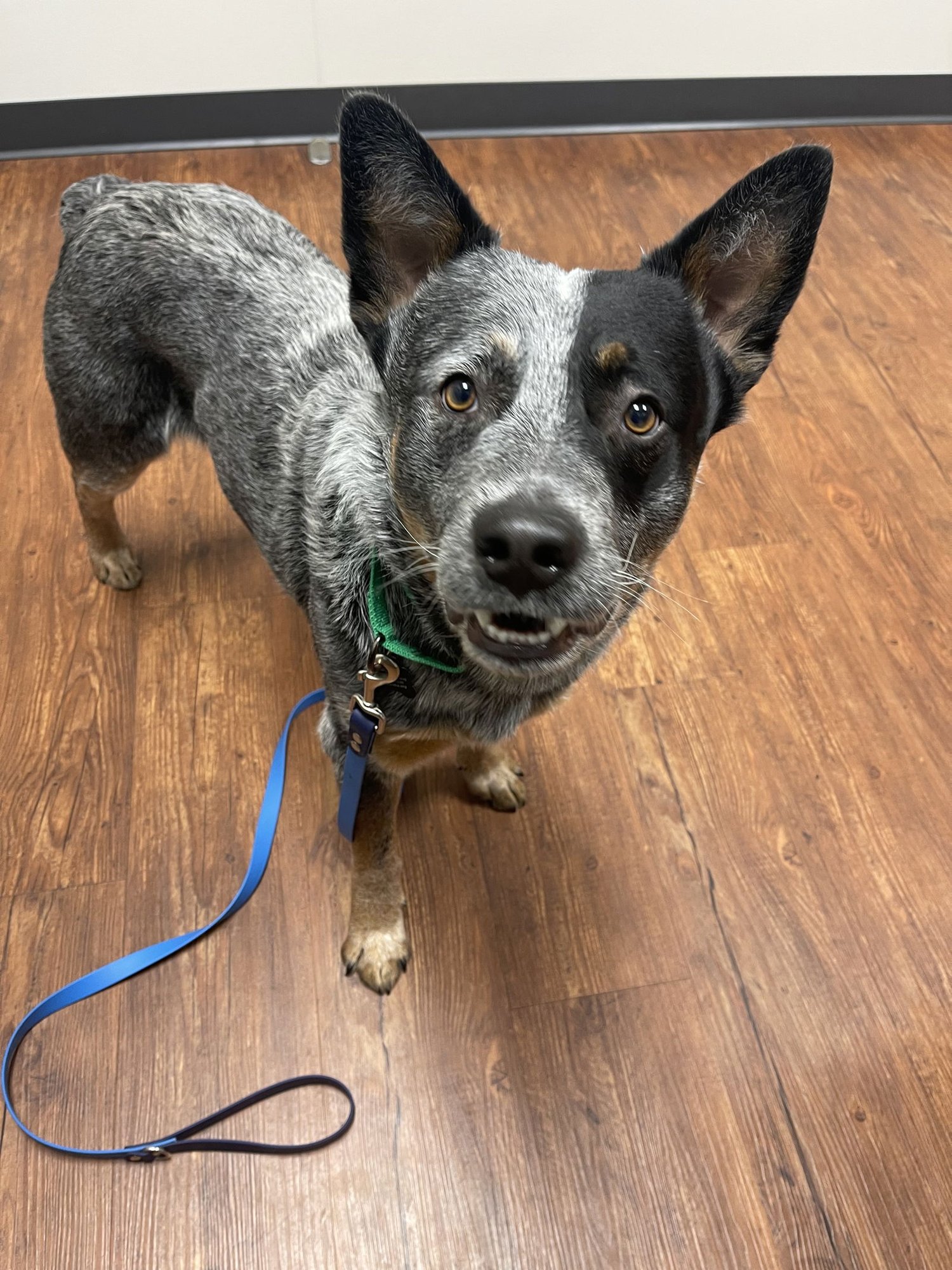 GEYSER - Australian Cattle Dog/Blue Heeler available for adoption
