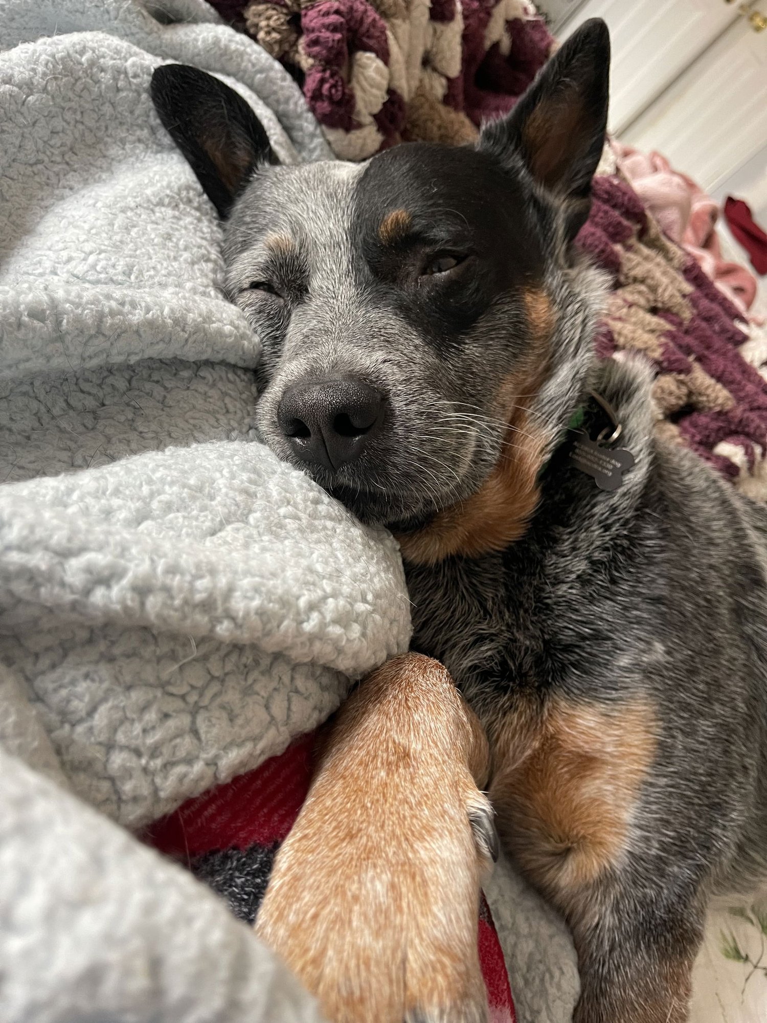 GEYSER - Australian Cattle Dog/Blue Heeler available for adoption