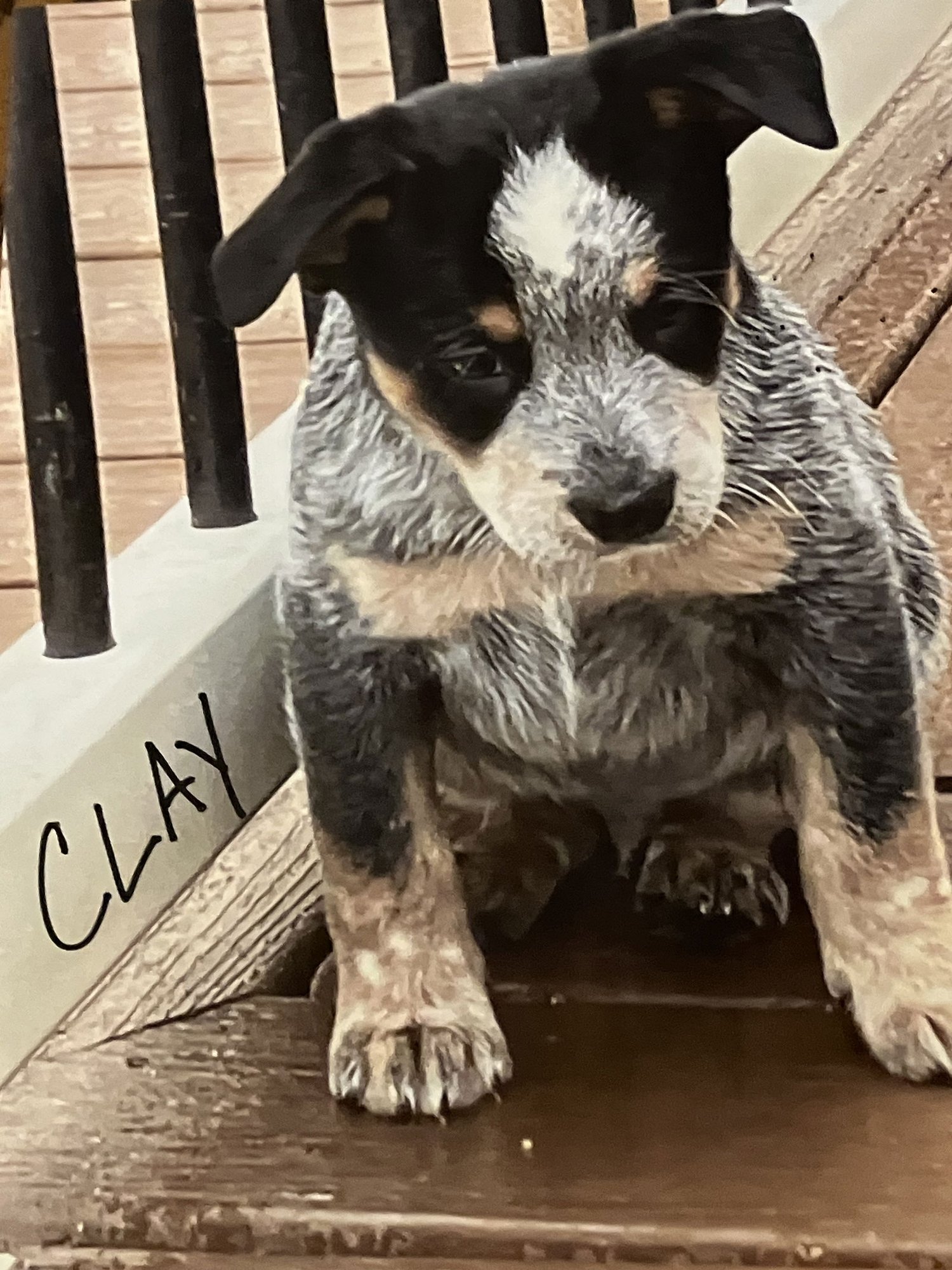 CLAY - Australian Cattle Dog/Blue Heeler available for adoption