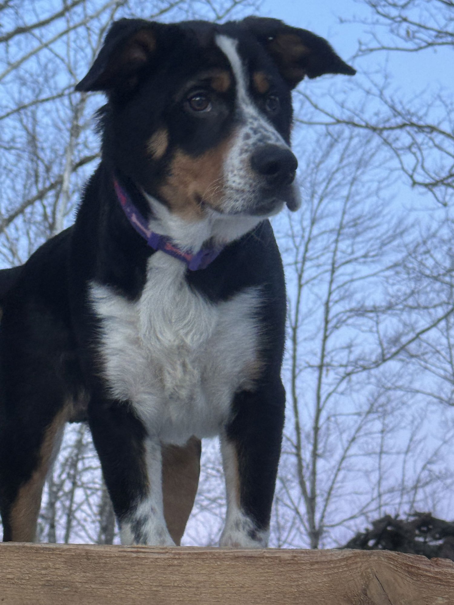 ROSCOE - Australian Cattle Dog/Blue Heeler available for adoption
