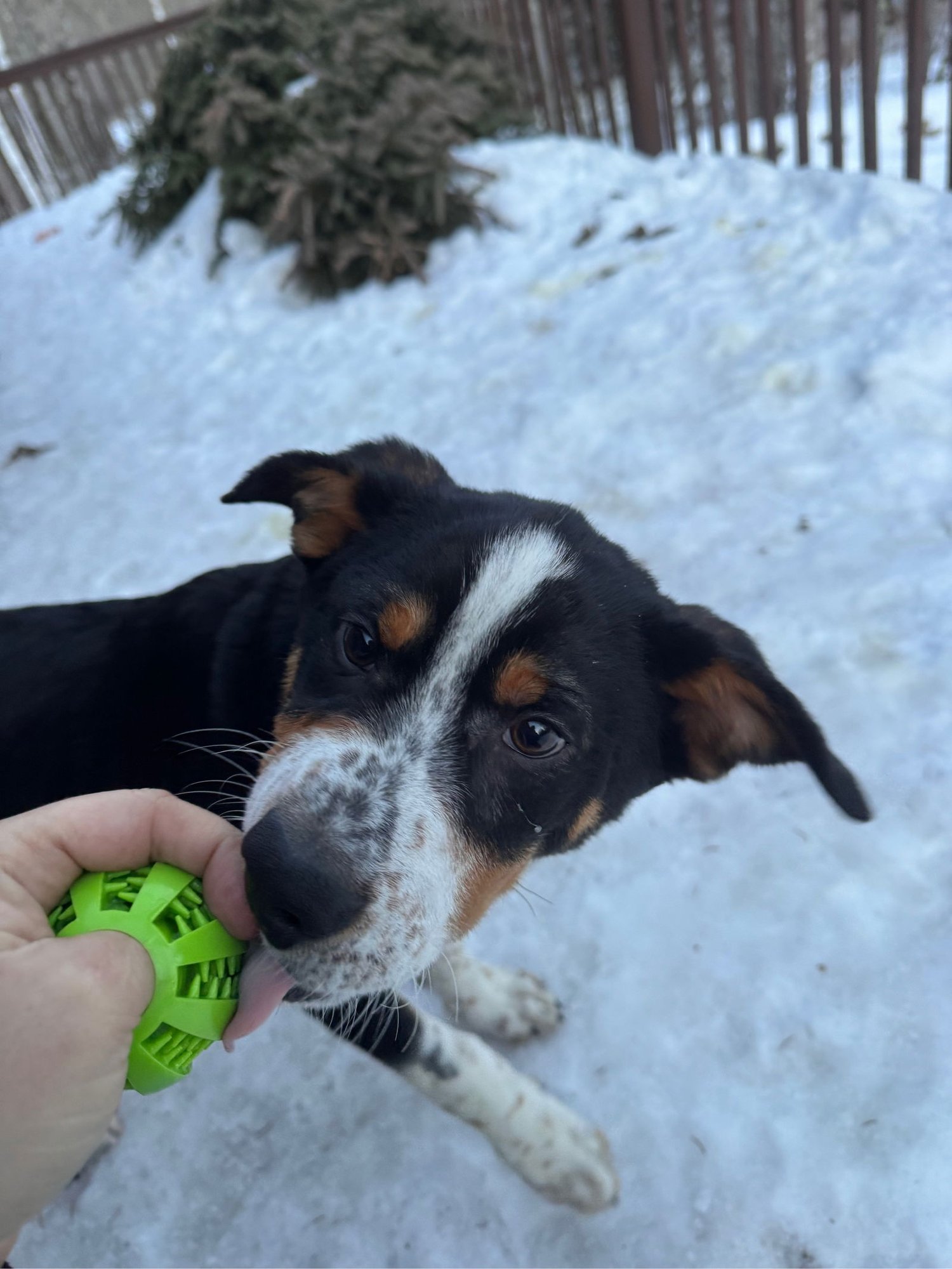 ROSCOE - Australian Cattle Dog/Blue Heeler available for adoption