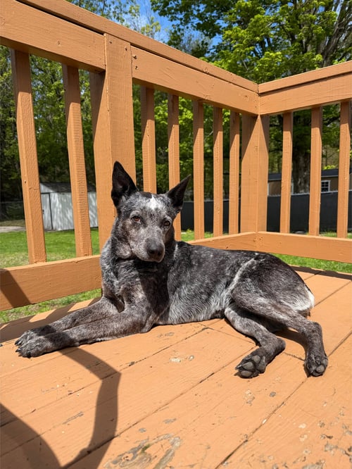 LYLA - Unknown available for adoption