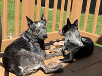 Lyla - Photo 2