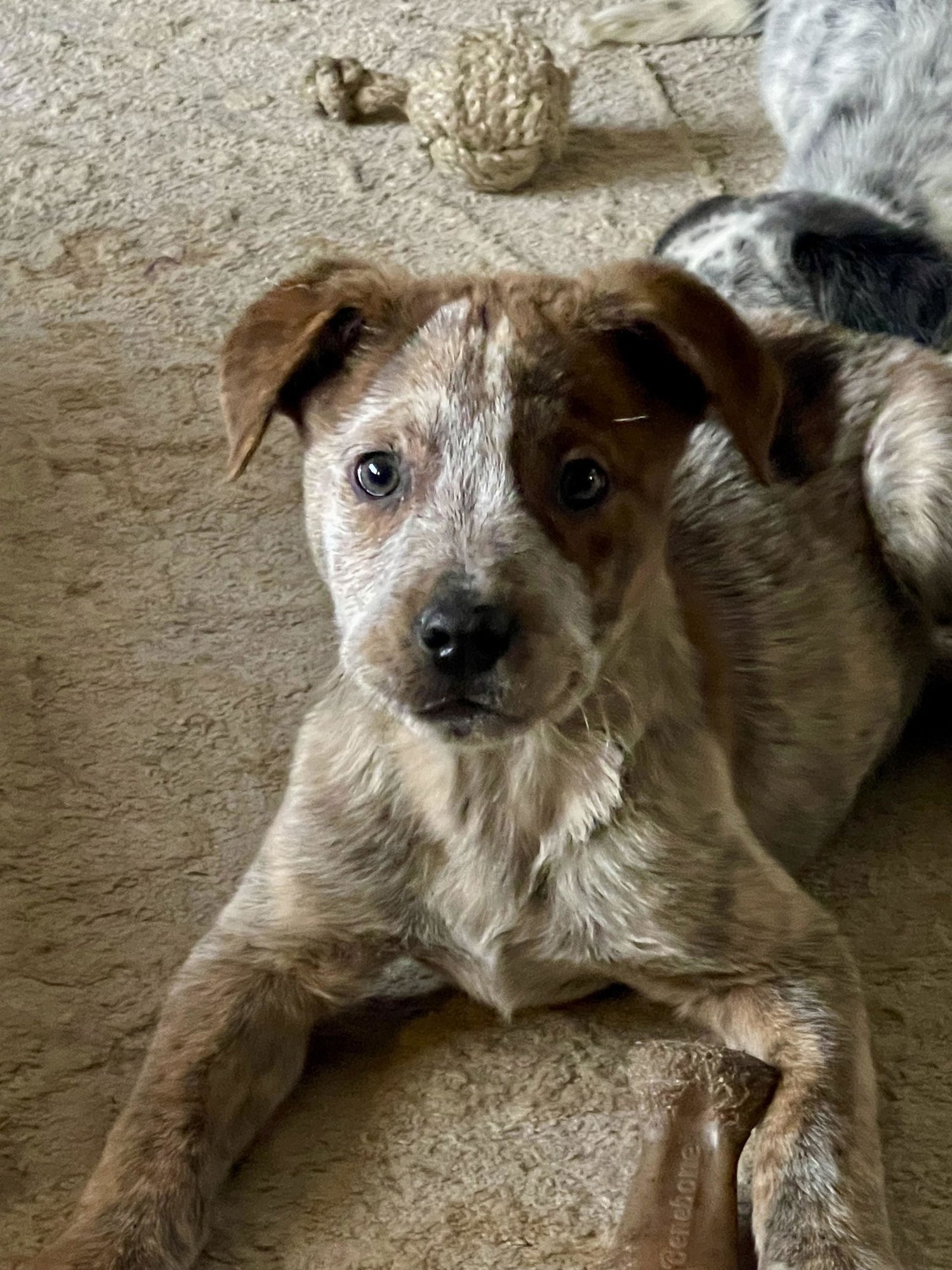 CINCH - Australian Cattle Dog/Blue Heeler available for adoption