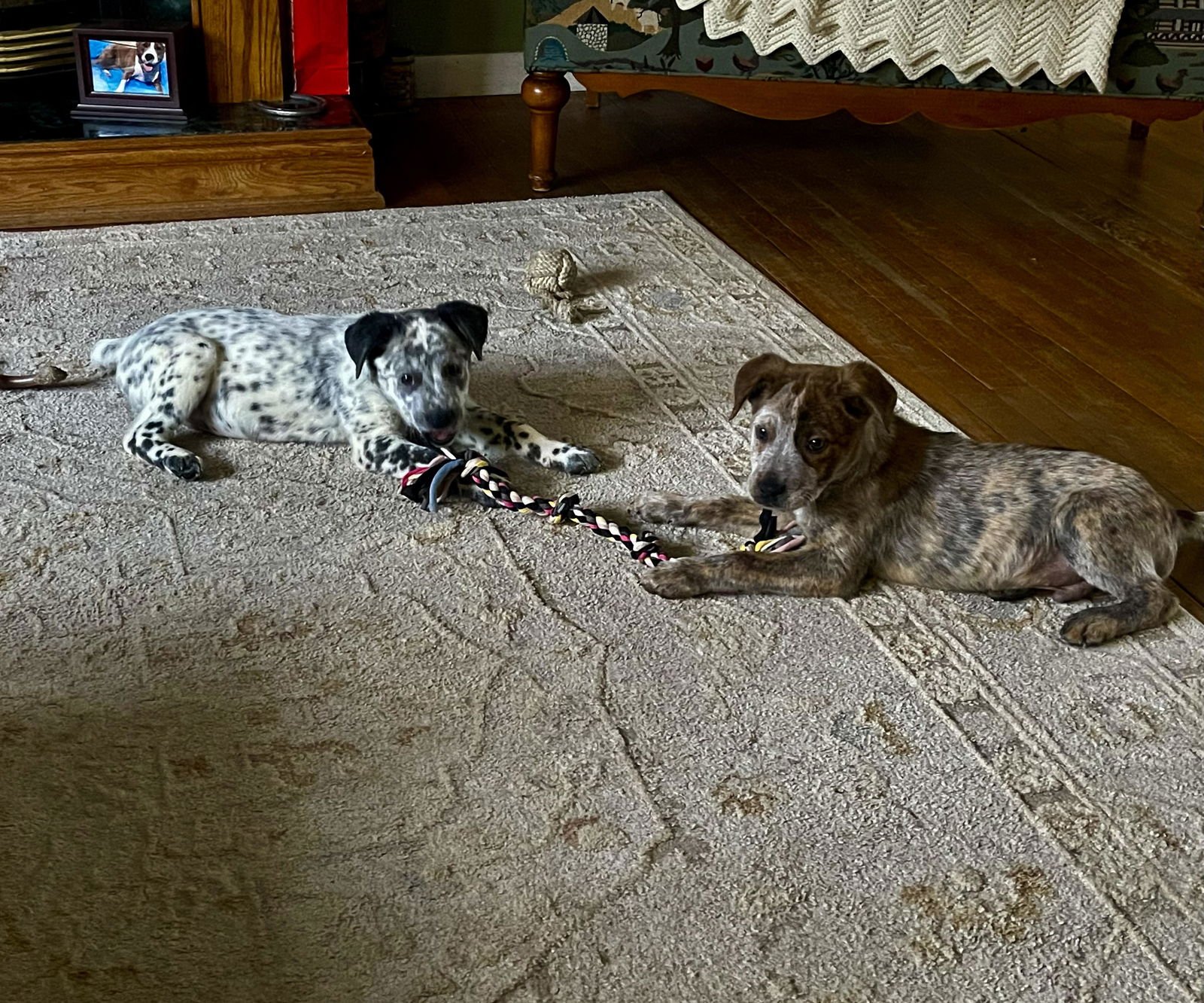 CINCH - Australian Cattle Dog/Blue Heeler available for adoption