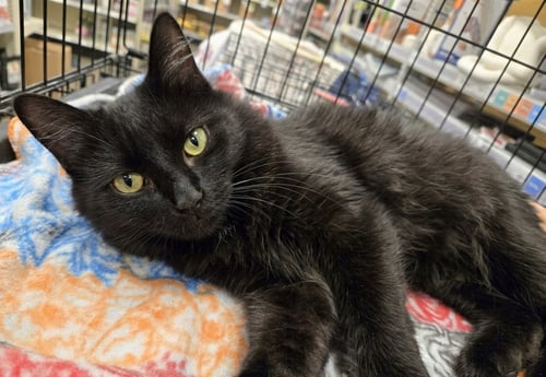 MARIAH - Domestic Medium Hair available for adoption
