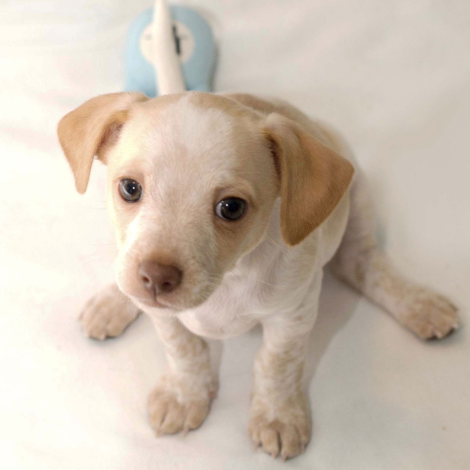 SUGARPLUM - SWEET TREATS LITTER - Chihuahua / Dachshund available for adoption