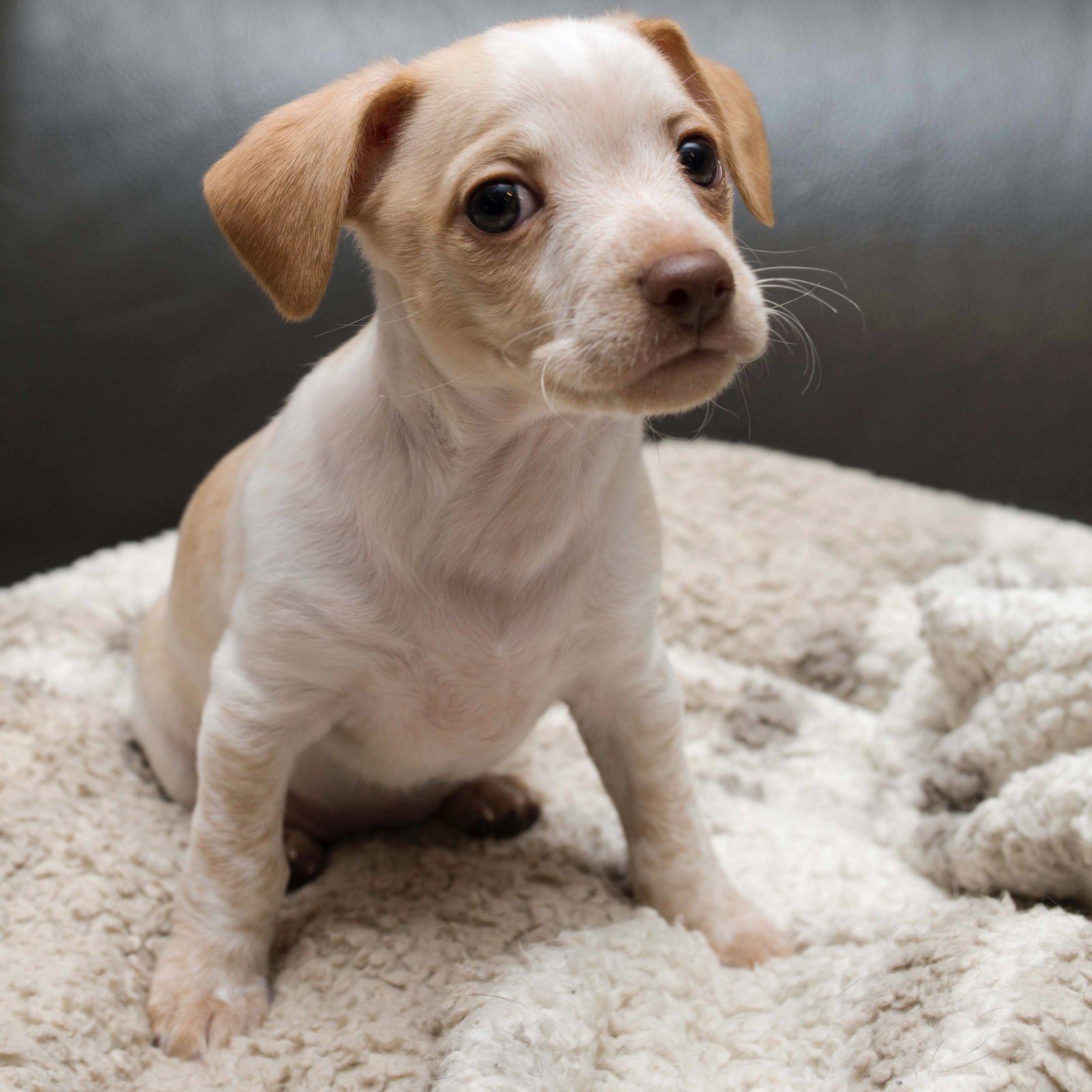SUGARPLUM - SWEET TREATS LITTER - Chihuahua / Dachshund available for adoption