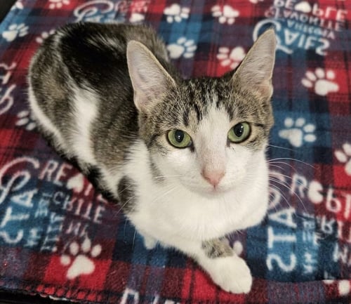 HAZEL - Domestic Short Hair available for adoption