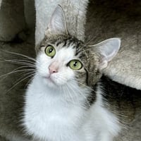 Hazel - Photo 3
