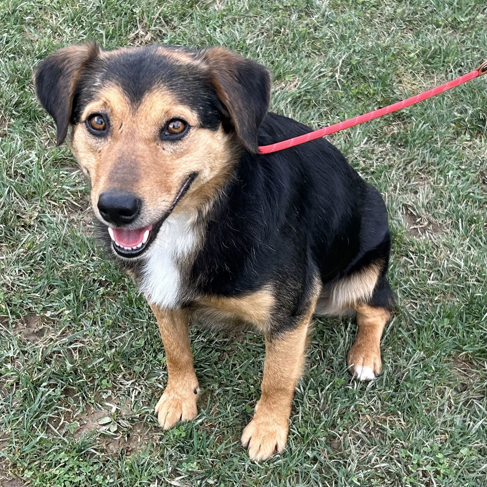 COWBOY 2026 - Beagle / Australian Shepherd available for adoption