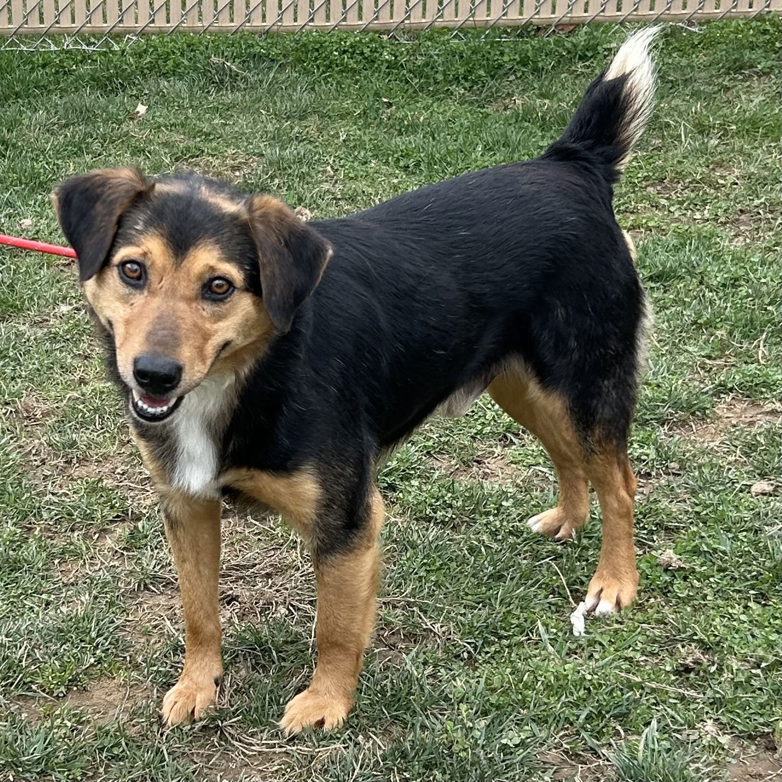 COWBOY 2026 - Beagle / Australian Shepherd available for adoption