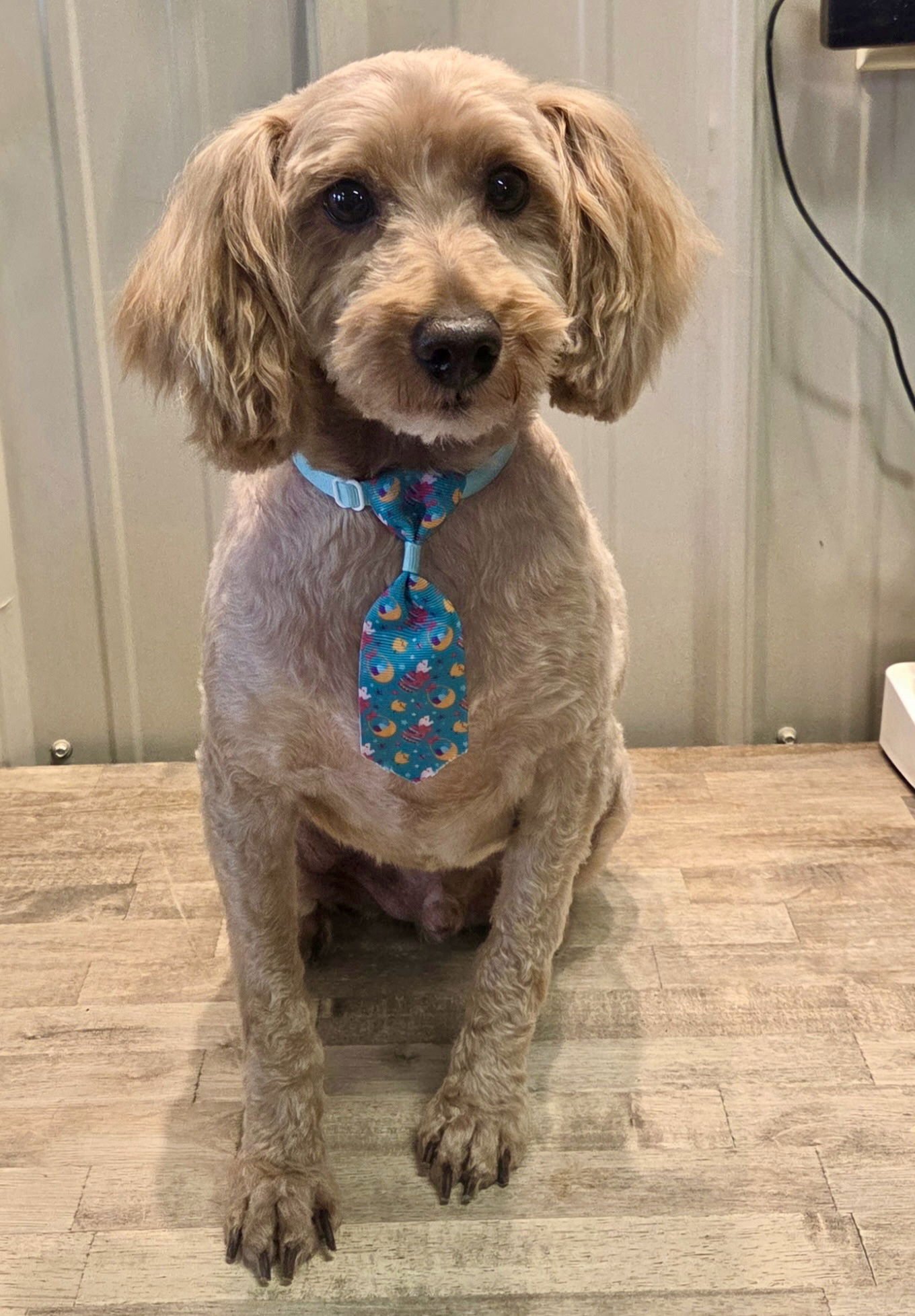 JEFFERSON (BONDED WITH MONROE) - Poodle (Miniature) / Shih Tzu available for adoption