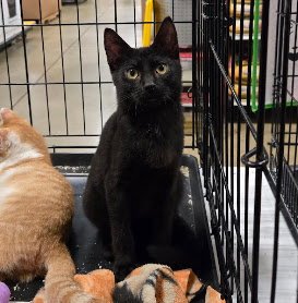 MYERS - Domestic Short Hair available for adoption