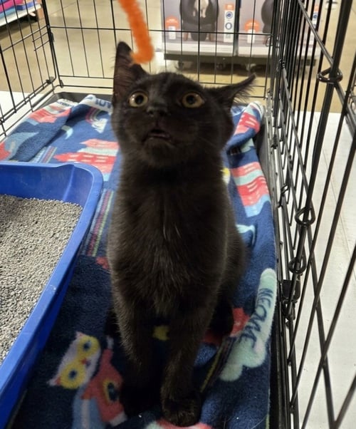 MYERS - Domestic Short Hair available for adoption