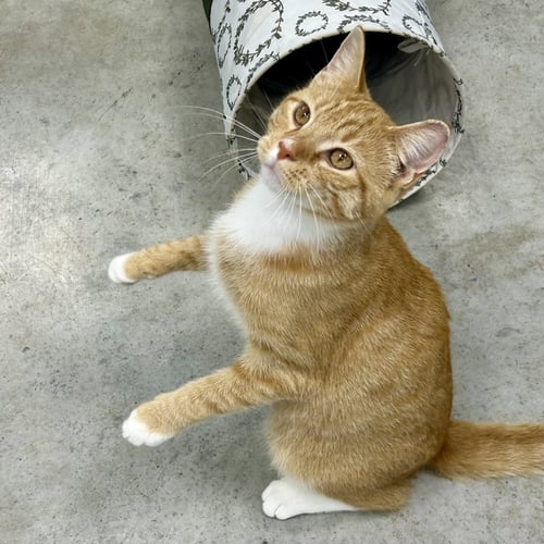 LANDRY - Tabby / Domestic Short Hair available for adoption