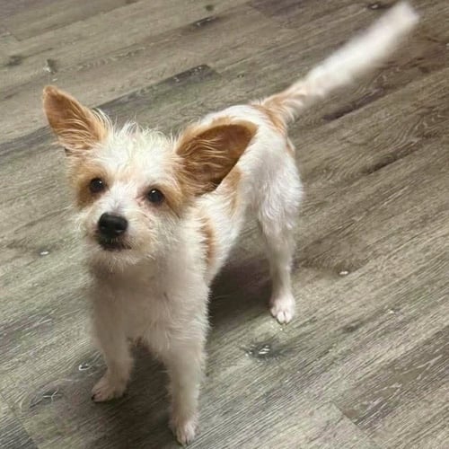 FRANK 2026 - Jack Russell Terrier available for adoption