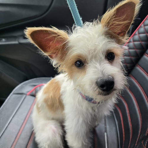 FRANK 2026 - Cairn Terrier / Jack Russell Terrier for adoption in Covington
