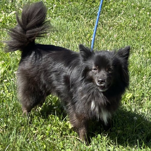 DARCILYNN - Pomeranian / Schipperke available for adoption