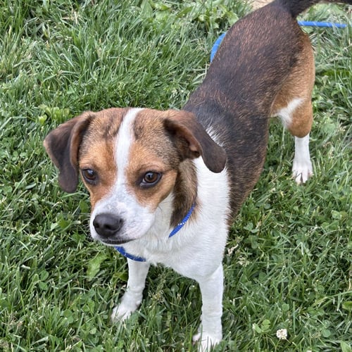 LOULOU - Beagle / Chihuahua for adoption in Cincinnati